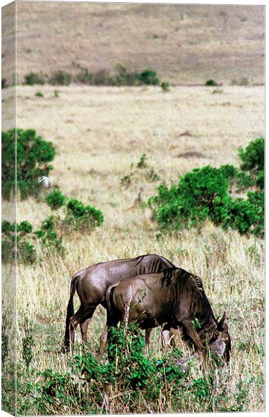JST2898 Common Wildebeest Canvas Print by Jim Tampin