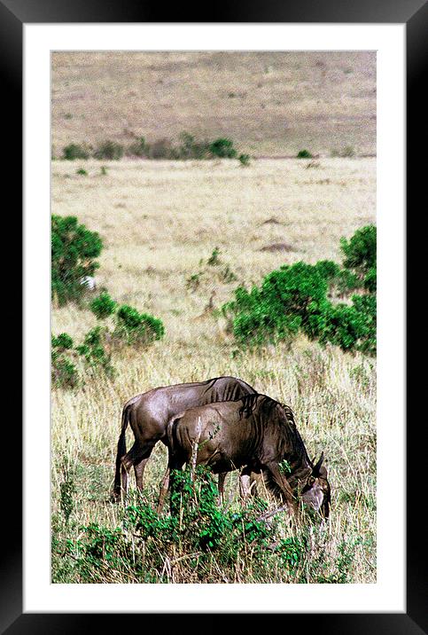 JST2898 Common Wildebeest Framed Mounted Print by Jim Tampin