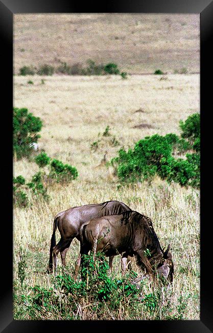 JST2898 Common Wildebeest Framed Print by Jim Tampin