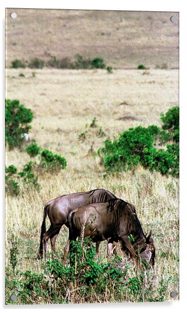 JST2898 Common Wildebeest Acrylic by Jim Tampin