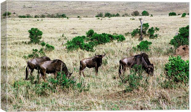 JST2897 Common Wildebeest Canvas Print by Jim Tampin