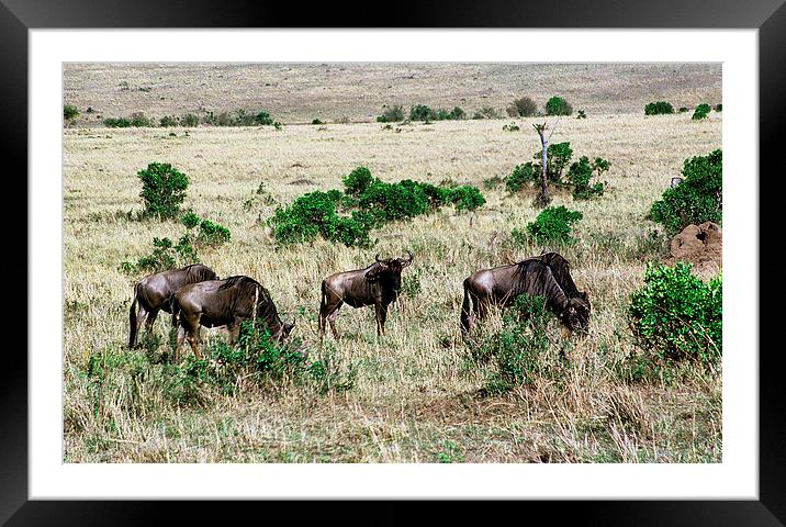 JST2897 Common Wildebeest Framed Mounted Print by Jim Tampin