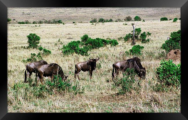 JST2897 Common Wildebeest Framed Print by Jim Tampin