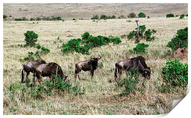 JST2897 Common Wildebeest Print by Jim Tampin