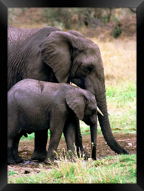 JST2896 Elephant with calf Framed Print by Jim Tampin