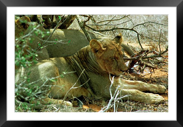 JST2893 Lions resting Framed Mounted Print by Jim Tampin