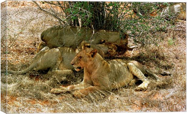 JST2892 Trio of young lions Canvas Print by Jim Tampin