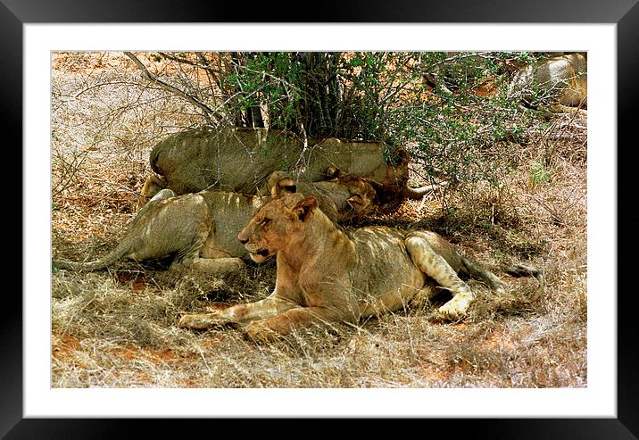 JST2892 Trio of young lions Framed Mounted Print by Jim Tampin