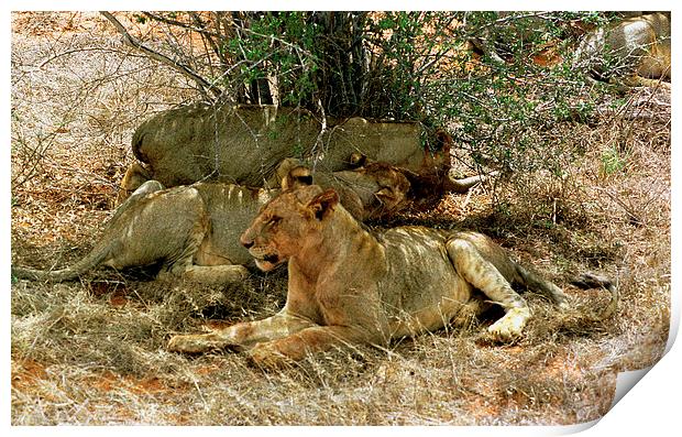 JST2892 Trio of young lions Print by Jim Tampin