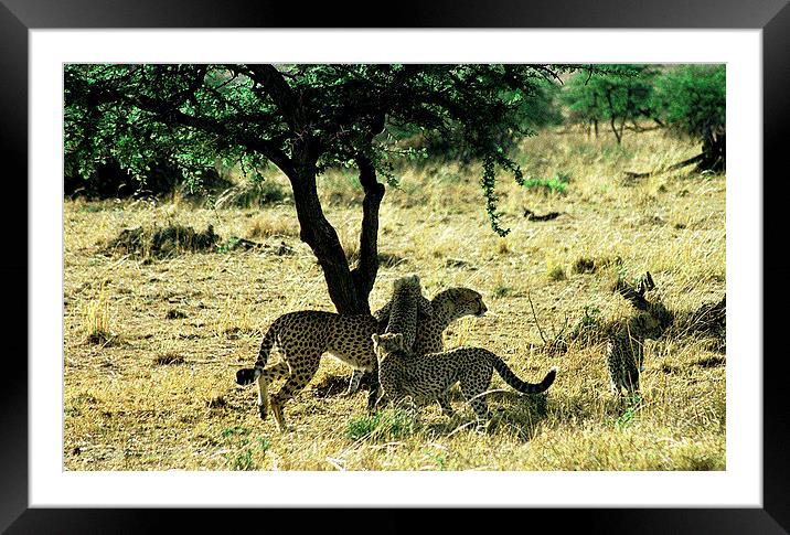 JST2894 Cheetah Mum with cubs Framed Mounted Print by Jim Tampin