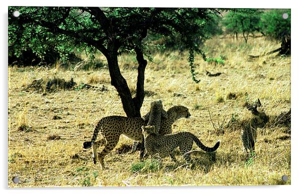 JST2894 Cheetah Mum with cubs Acrylic by Jim Tampin