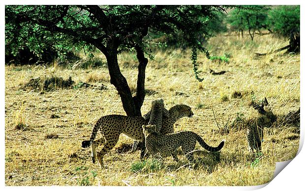 JST2894 Cheetah Mum with cubs Print by Jim Tampin