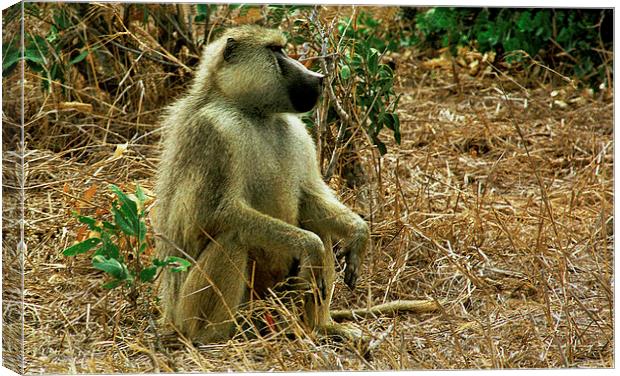 JST2891 Yellow baboon Canvas Print by Jim Tampin