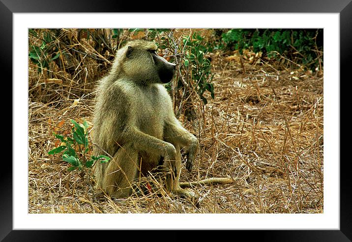 JST2891 Yellow baboon Framed Mounted Print by Jim Tampin