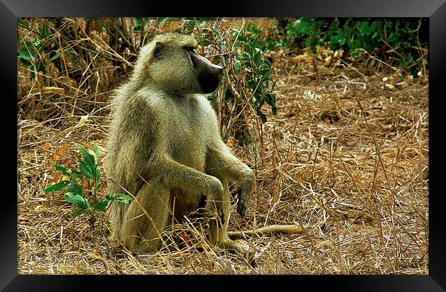 JST2891 Yellow baboon Framed Print by Jim Tampin