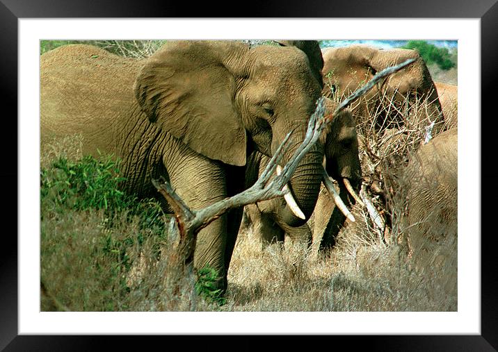 JST2890 Elephants feeding Framed Mounted Print by Jim Tampin