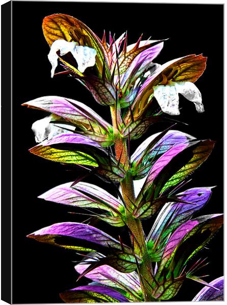 Acanthus Spinosus Canvas Print by Ian Lewis
