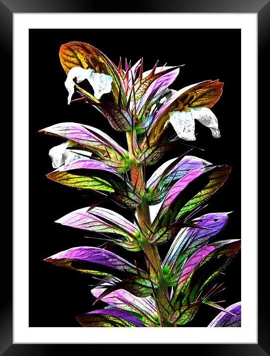 Acanthus Spinosus Framed Mounted Print by Ian Lewis