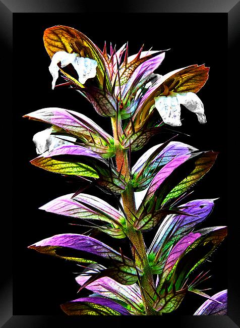 Acanthus Spinosus Framed Print by Ian Lewis