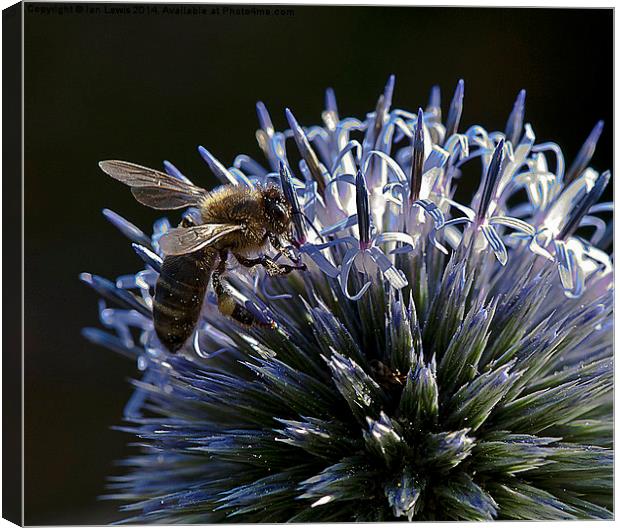 Honey Bee on a Globe Thistle Canvas Print by Ian Lewis