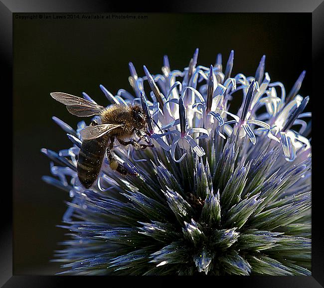 Honey Bee on a Globe Thistle Framed Print by Ian Lewis