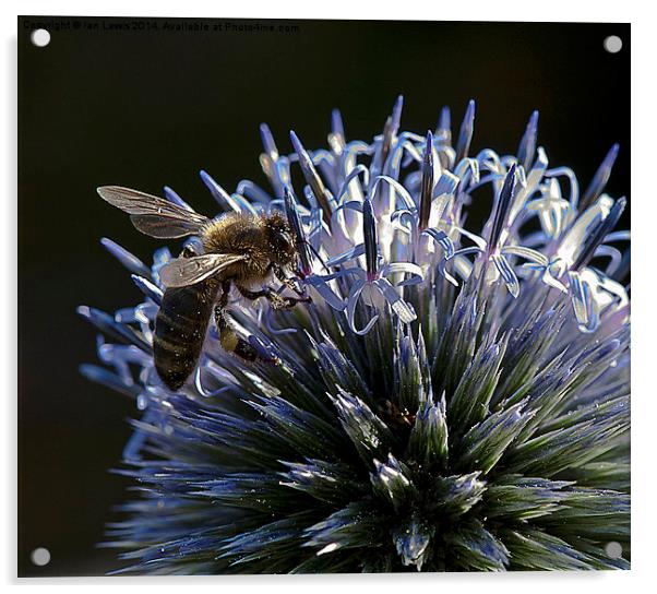 Honey Bee on a Globe Thistle Acrylic by Ian Lewis