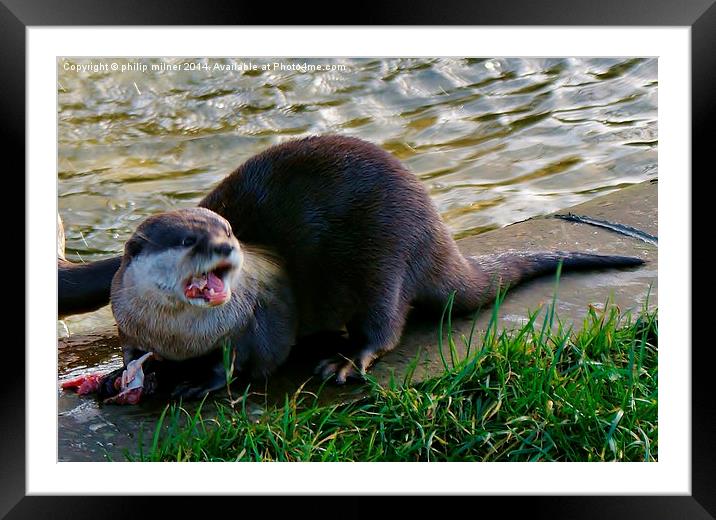 Otters Dinner Time Framed Mounted Print by philip milner