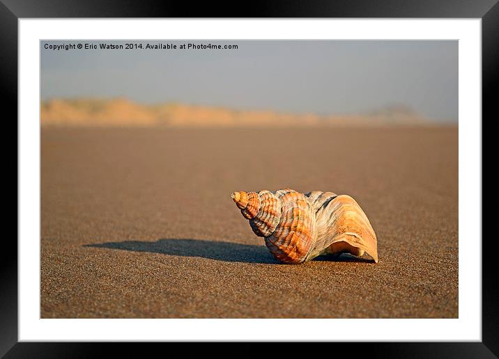 Shell on Beach Framed Mounted Print by Eric Watson