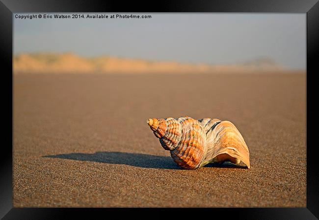 Shell on Beach Framed Print by Eric Watson
