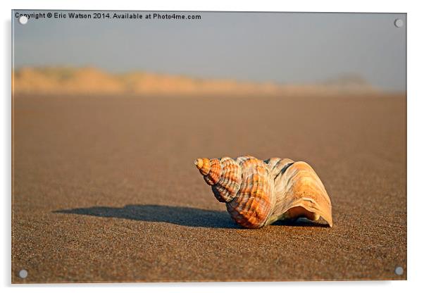 Shell on Beach Acrylic by Eric Watson