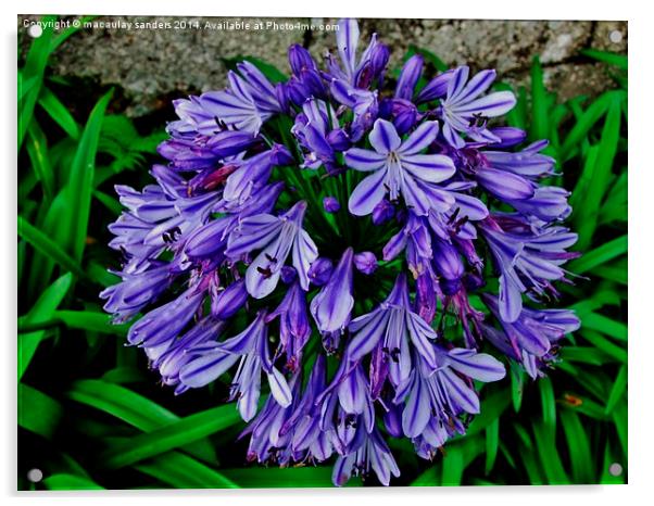 Purple flower Acrylic by macaulay sanders