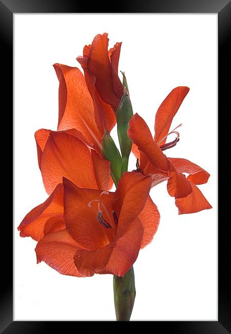 Red Gladiolus Framed Print by Ann Garrett
