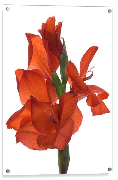 Red Gladiolus Acrylic by Ann Garrett