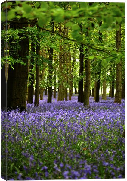 Bluebells Canvas Print by graham young
