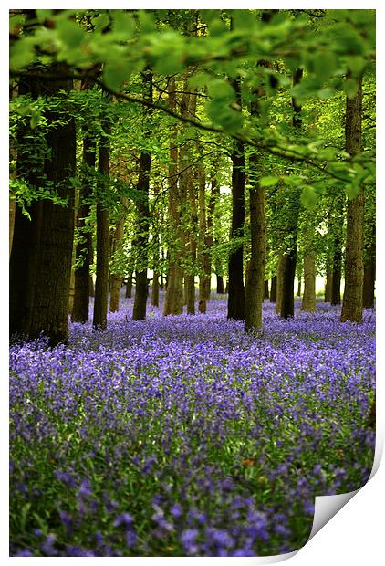 Bluebells Print by graham young