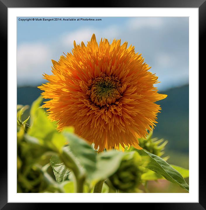 Sunny sunflower Framed Mounted Print by Mark Bangert