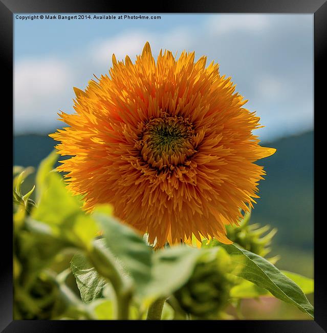 Sunny sunflower Framed Print by Mark Bangert