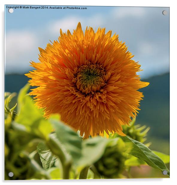 Sunny sunflower Acrylic by Mark Bangert