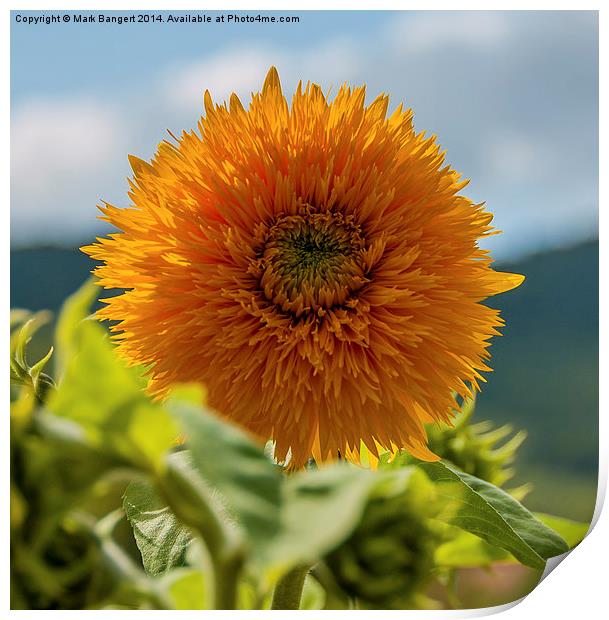 Sunny sunflower Print by Mark Bangert