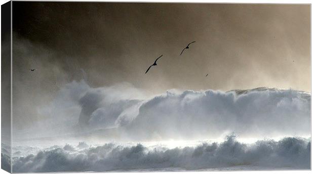 Seagulls Canvas Print by barbara walsh