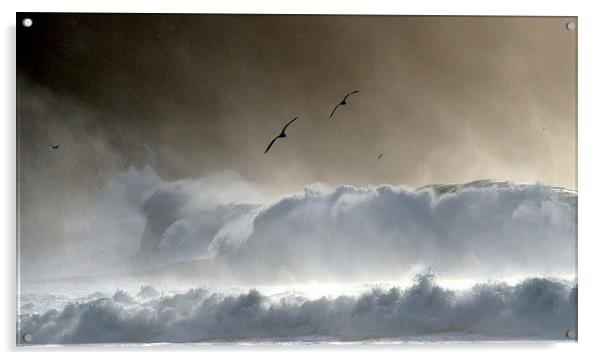 Seagulls Acrylic by barbara walsh