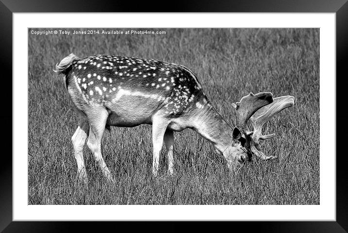 Male Fallow Deer Framed Mounted Print by Toby  Jones