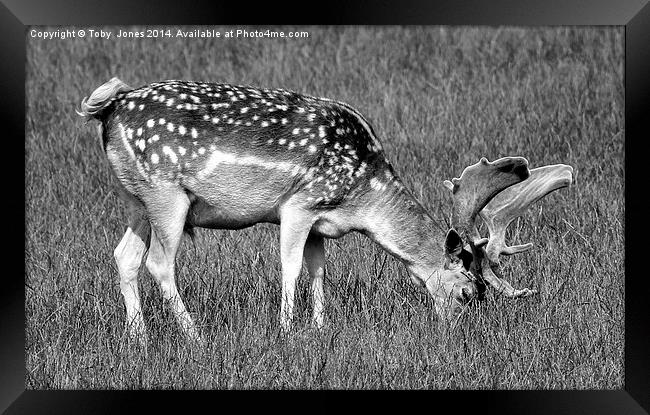Male Fallow Deer Framed Print by Toby  Jones