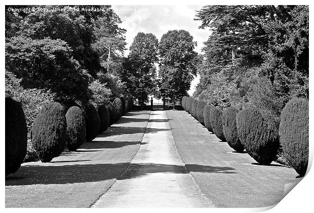 Tree Lined Path Print by Toby  Jones