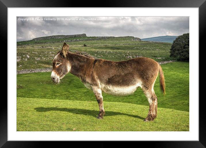 Donkey in the Dales Framed Mounted Print by Paula Connelly