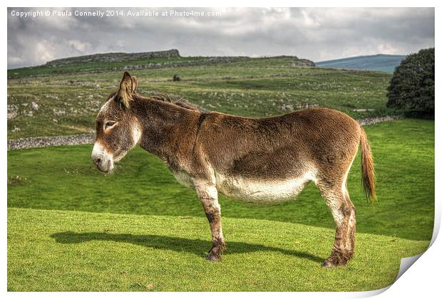 Donkey in the Dales Print by Paula Connelly