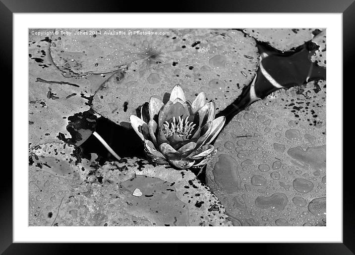 Water Lilly Framed Mounted Print by Toby  Jones