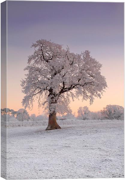 Frosty Tree Sunrise Canvas Print by James Meacock