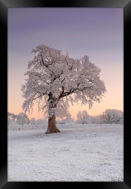 Frosty Tree Sunrise Framed Print by James Meacock