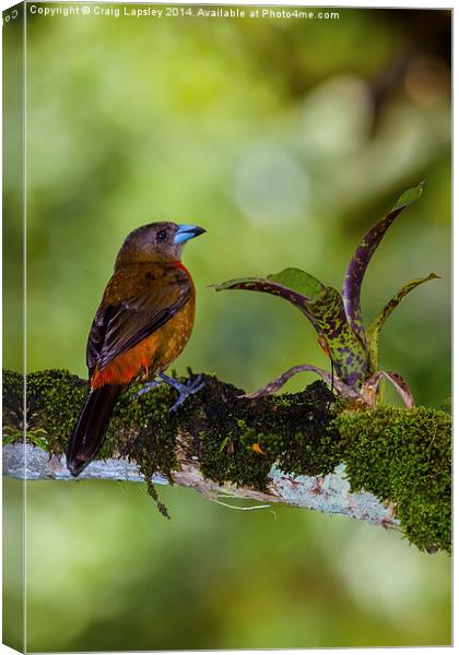 female cherries tanager Canvas Print by Craig Lapsley